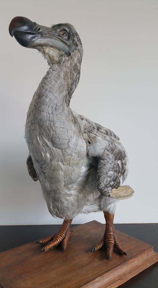 Dodo_Maciste_World